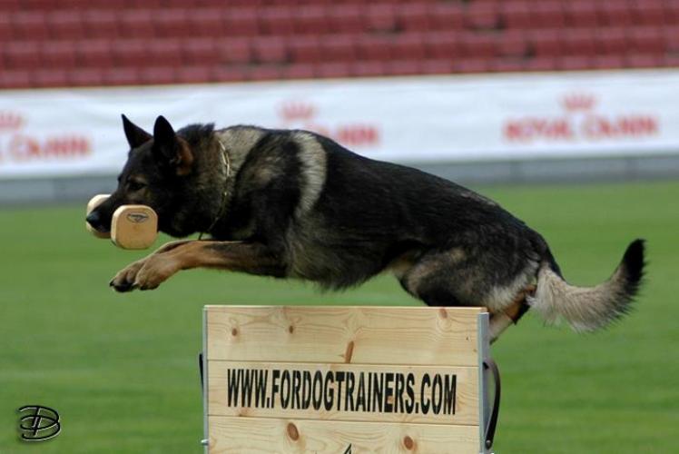 New schutzhund
training jump